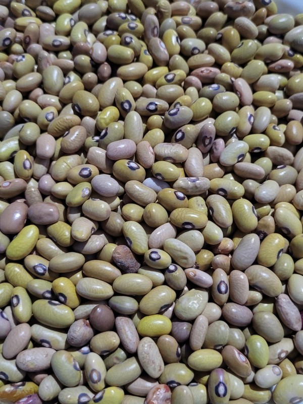 Yellow Beans from Kenya